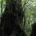 屋久杉
