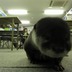 コツメカワウソ