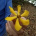 プロペラの花