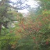 画像 217.jpgナナカマド