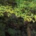 画像 279.jpg黄色