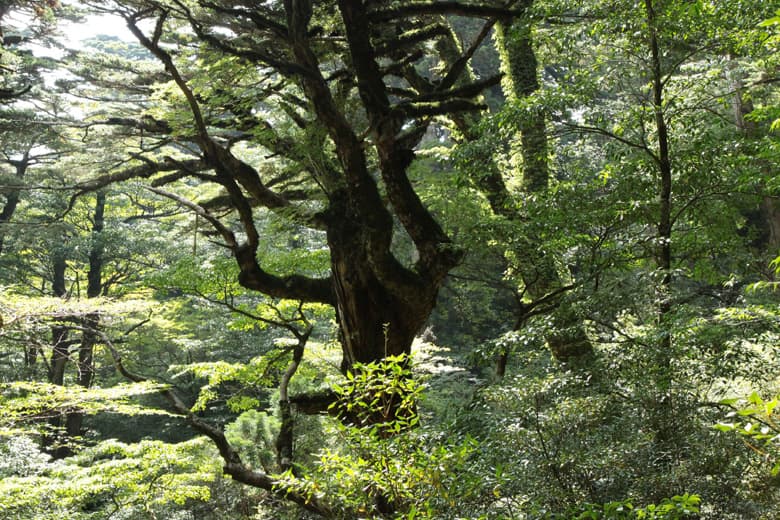 屋久島縦走Ｄガイドツアー