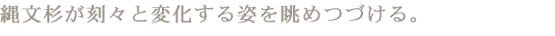 縄文杉が刻々と変化する姿を眺めつづける