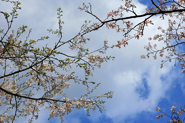 小杉谷の桜
