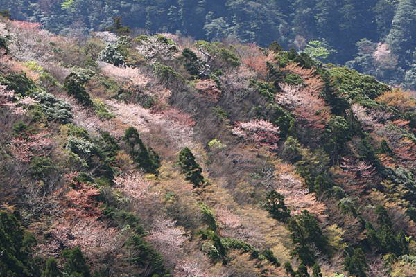 太鼓岩からの桜瞬景