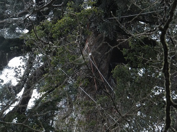 縄文杉の大枝、応急措置